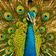 Sri Lankan Peacock